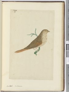 F.29 المنقار الإجمالي. نيوزيلندا ، 1772-75 (مرحاض) بواسطة إسحاق سميث