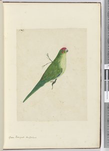 F.2 الباركيه الأخضر. نيوزيلندا ، 1772-75 (مرحاض) بواسطة إسحاق سميث
