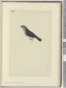 F.30 طائر نيوزيلندي يروض مثل روبن ، 1772-75 (مرحاض) بواسطة إسحاق سميث