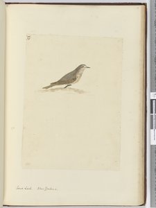 F.31 قبرة رملية. نيوزيلندا ، 1772-75 (مرحاض) بواسطة إسحاق سميث