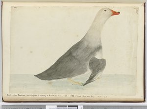 F.35 داك دعا Racehorse من سرعة في الجري على الماء لكنه لا يستطيع الطيران. جزيرة ستاتن تييرا ديل فويغو. يزن 29 رطلا ، 1772-75 (مرحاض) بواسطة إسحاق سميث