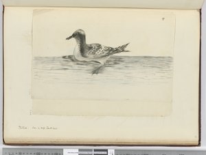 F.37a بنتادو. شوهد في ارتفاع الجنوب ، 1772-75 (مرحاض) بواسطة إسحاق سميث