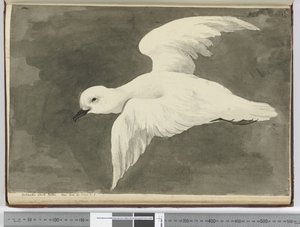 F.39 بترل أبيض في القطب الجنوبي. رأيت خط العرض. 60 إلى خط العرض. 71 س ، 1772-75 (مرحاض) بواسطة إسحاق سميث