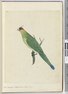 F.3 الباركيه الأخضر. جزيرة نورفولك وجزر ودية ، 1772-75 (مرحاض) بواسطة إسحاق سميث