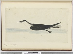 F.44 Noddy. شوهدت في ارتفاع البحر S. lat. ، 1772-75 (مرحاض) بواسطة إسحاق سميث