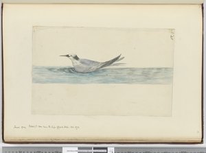 F.45 رصاصة صغيرة رمادية (؟) تظهر بالقرب من رأس الرجاء الصالح. 1772 أكتوبر 1772-75 (مرحاض) بواسطة إسحاق سميث