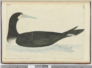 F.46 Shag النيوزيلندي التي تعشش للأشجار ، 1772-1775 (مرحاض) بواسطة إسحاق سميث