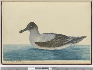 F.49 طيور القطرس الصغيرة التي تظهر في خطوط العرض. 65 س ، 1772-75 (مرحاض) بواسطة إسحاق سميث
