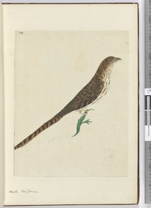 F.4 هوك. نيوزيلندا ، 1772-75 (مرحاض) بواسطة إسحاق سميث