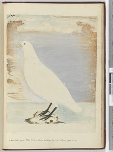 F.51 طائر جديد شوهد في جزيرة ستاتن تييرا ديل فويغو في يناير ١٧٧٤. من المفترض أن يتغذى على الشاطئ ، ١٧٧٢-١٧٧٥ (مرحاض) بواسطة إسحاق سميث