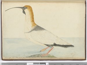 F.52 سيارة كيرلو جديدة. شوهد في جزيرة ستاتن تييرا ديل فويغو يناير 1774 ، 1772-75 (مرحاض) بواسطة إسحاق سميث