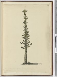 F.54 نوع من أشجار الصنوبر الراتينجية في جزيرة الصنوبر في الطرف الجنوبي من كاليدونيا الجديدة وطويلة بالنسبة إلى الصواري من نوع كبير جدًا. ينظر في سبتمبر 1774 ... ، 1772-75 (مرحاض) بواسطة إسحاق سميث