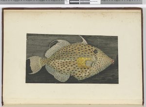 F.55 سمكة تسمى الزوجة القديمة ل S. Jago ، 1772-75 (مرحاض) بواسطة إسحاق سميث