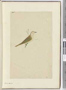 F.5 الوقواق الصغير. نيوزيلندا ، 1772-75 (مرحاض) بواسطة إسحاق سميث