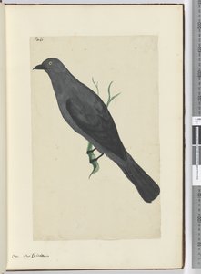 F.6 كرو. كاليدونيا الجديدة ، 1772-75 (مرحاض) بواسطة إسحاق سميث