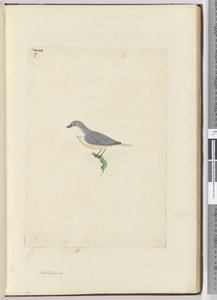 f.17 طائر نيوزيلندي مجهول الهوية ، 1772-1775 (مرحاض) بواسطة إسحاق سميث