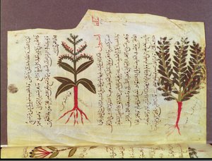 السيدة عرب 4947 ، الورقة 84 ، نباتات من أطروحة كتبها ديوسكوريد ، القرن الثالث عشر بواسطة مدرسة إسلامية