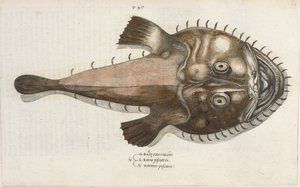 سمكة الضفدع ، رسم توضيحي من "Aquatilium Animalium Historiæ Liber primus" ، بقلم إيبوليتو سالفياني بواسطة المدرسة الايطالية