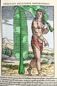 مواطن من غرب الهند يقف بجانب أوراق التبغ. نقش من كتاب "" Navigationi and Viaggi "" المجلد. الثالث بقلم جيوفاني باتيستا راموسيو (1485-1557) ، البندقية 1565. بواسطة المدرسة الايطالية