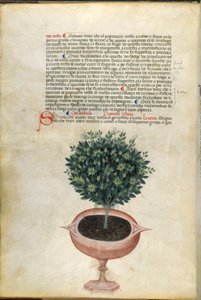 نبات الريحان في إناء ، رسم توضيحي من "Carrara Herbal" ، بادوفا ، حوالي 1400 (قلم وحبر مع ذهبي على ورق) بواسطة المدرسة الايطالية