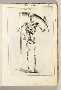هيكل عظمي يحمل منجلًا على طراز آلة حصادة قاتمة ، من "De Anatome Corporis Humani Libri VII" بقلم غيدو غويدي بواسطة المدرسة الايطالية