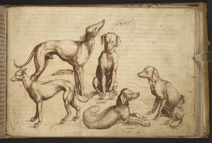 يضيف. 82955، f.206 كلاب من سلالات مختلفة ("كانيس"). ، من Historia Animalium ، (يتكون من 245 رسماً بالقلم الجاف والحبر لأنواع مختلفة من الحيوانات والمخلوقات الأسطورية ، كل منها مصحوب بوصف.) 1595 بواسطة المدرسة الايطالية