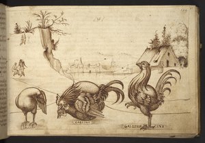 يضيف. 82955، f.37 دجاجة ('gallina'، 'gallinaceus'). ، من Historia Animalium ، (يتكون من 245 رسماً بالقلم الجاف والحبر لأنواع مختلفة من الحيوانات والمخلوقات الأسطورية ، كل منها مصحوب بوصف.) 1595 بواسطة المدرسة الايطالية