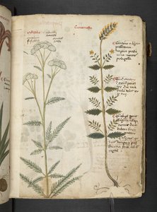 أضف MS 41623 "A herbal"، Belluno (حبر ولون على ورق) بواسطة المدرسة الايطالية