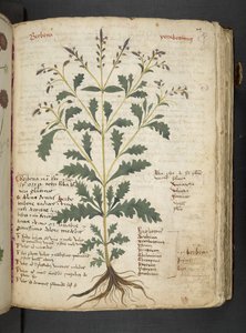 أضف MS 41623 "A herbal"، Belluno (حبر ولون على ورق) بواسطة المدرسة الايطالية
