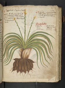 أضف MS 41623 "A herbal"، Belluno (حبر ولون على ورق) بواسطة المدرسة الايطالية