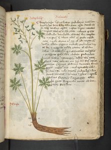 أضف MS 41623 "A herbal"، Belluno (حبر ولون على ورق) بواسطة المدرسة الايطالية