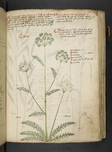أضف MS 41623 "A herbal"، Belluno (حبر ولون على ورق) بواسطة المدرسة الايطالية