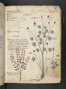 إضافة MS 41623 'Aherbal'، Belluno (حبر ولون على الرق) بواسطة المدرسة الايطالية