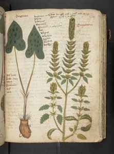 أضف MS 41623 "A herbal"، Belluno (حبر ولون على ورق) بواسطة المدرسة الايطالية