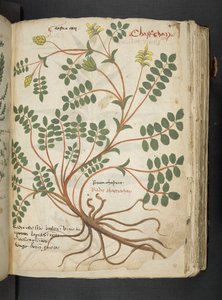 إضافة MS 41623 'Aherbal'، Belluno (حبر ولون على الرق) بواسطة المدرسة الايطالية