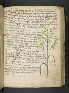 أضف MS 41623 "A herbal"، Belluno (حبر ولون على ورق) بواسطة المدرسة الايطالية