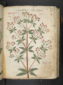 أضف MS 41623 "A herbal"، Belluno (حبر ولون على ورق) بواسطة المدرسة الايطالية