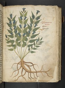 أضف MS 41623 "A herbal"، Belluno (حبر ولون على ورق) بواسطة المدرسة الايطالية