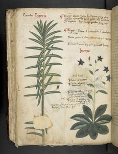 أضف MS 41623 Boraxo (أو "Borage") من "A herbal" ، Belluno (الحبر واللون على ورق الرق) بواسطة المدرسة الايطالية
