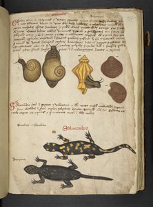 أضف MS 41623 Chiocciole و Salamandra ، من "A herbal" ، Belluno (حبر ولون على ورق) بواسطة المدرسة الايطالية