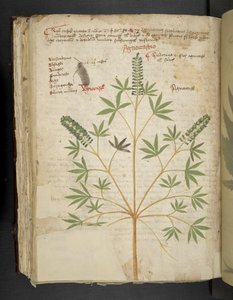 إضافة MS 41623 f.101v "Aherbal"، Belluno (حبر ولون على الرق) بواسطة المدرسة الايطالية