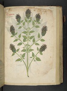 أضف MS 41623 f.103r Consolida ، من "A herbal" ، Belluno (الحبر واللون على ورق) بواسطة المدرسة الايطالية