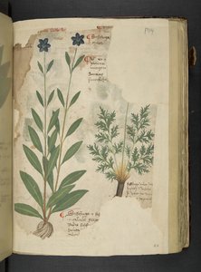 إضافة MS 41623 f.104r Sassifraga، من 'Aherbal'، Belluno (حبر ولون على الرق) بواسطة المدرسة الايطالية