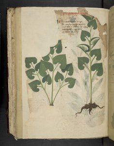 أضف MS 41623 f.104v Anthurium ، من "A herbal" ، Belluno (الحبر واللون على الرق) بواسطة المدرسة الايطالية