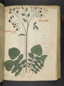أضف MS 41623 f.110r 