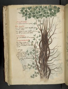أضف MS 41623 f.110v شجرة المانجروف، من "Aعشبي"، Belluno (حبر ولون على الرق) بواسطة المدرسة الايطالية