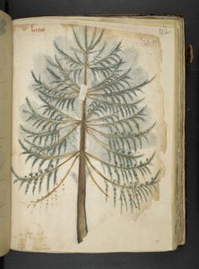 أضف MS 41623 f.111r 
