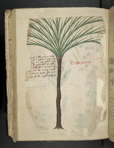 أضف MS 41623 f.113v Tarro Arboro ، من "A herbal" ، Belluno (حبر ولون على ورق) بواسطة المدرسة الايطالية