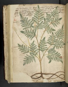 أضف MS 41623 f.114v 