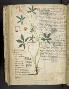 أضف MS 41623 f.115v Pentafilon (أو "Potentilla") ، من "A herbal" ، Belluno (حبر ولون على ورق) بواسطة المدرسة الايطالية